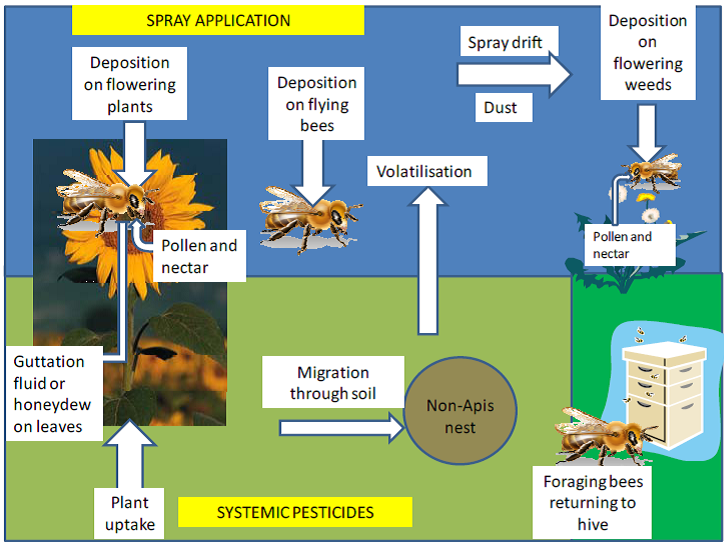 This figure presents the major routes of exposure of foraging bees to pesticides.