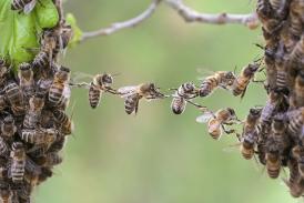 Trust in teamwork of bees linking two bee swarm parts
